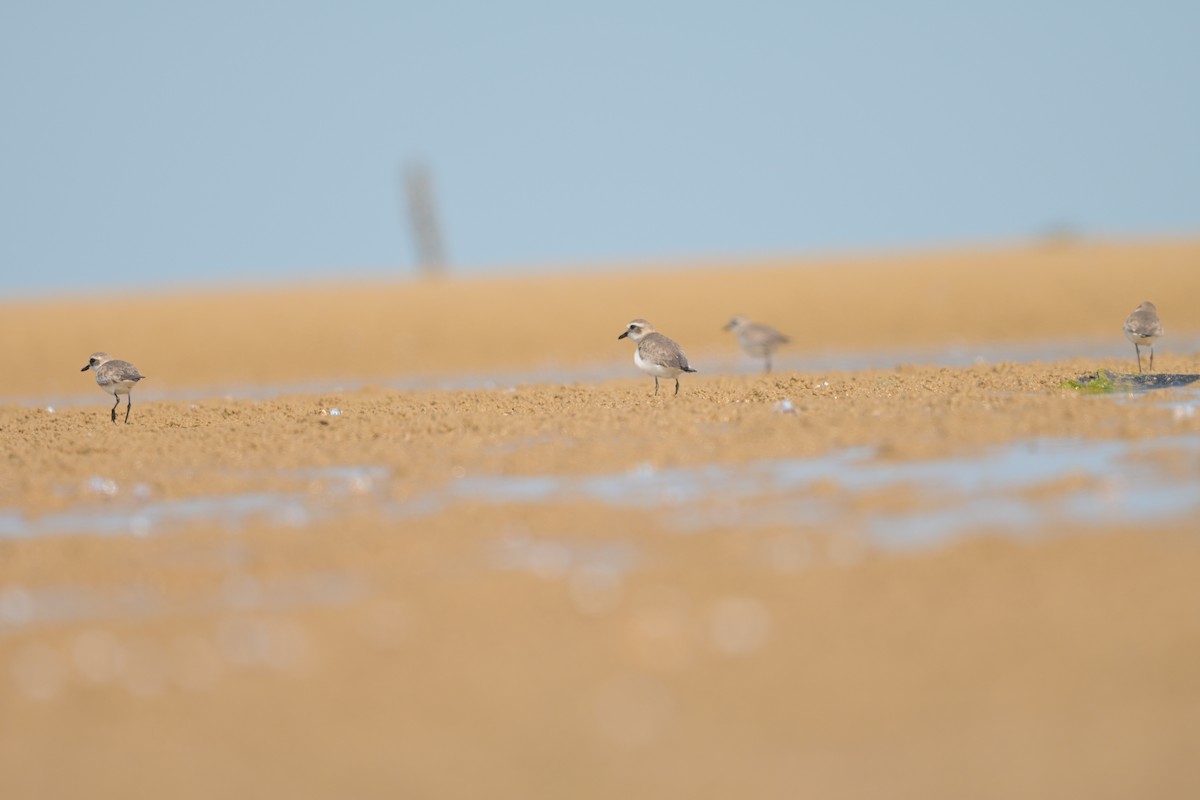 Пісочник сибірський/тібетський/товстодзьобий sp. - ML644249101
