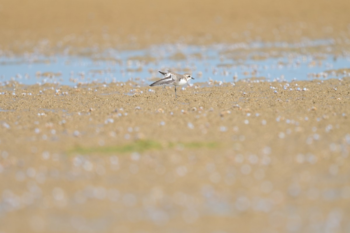 Пісочник сибірський/тібетський/товстодзьобий sp. - ML644249103