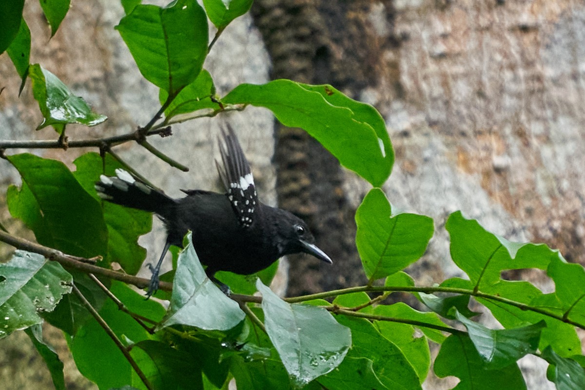 Dot-winged Antwren - ML644249108