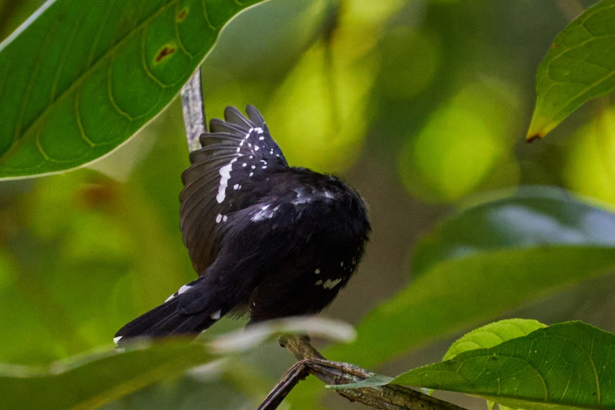 Dot-winged Antwren - ML644249109
