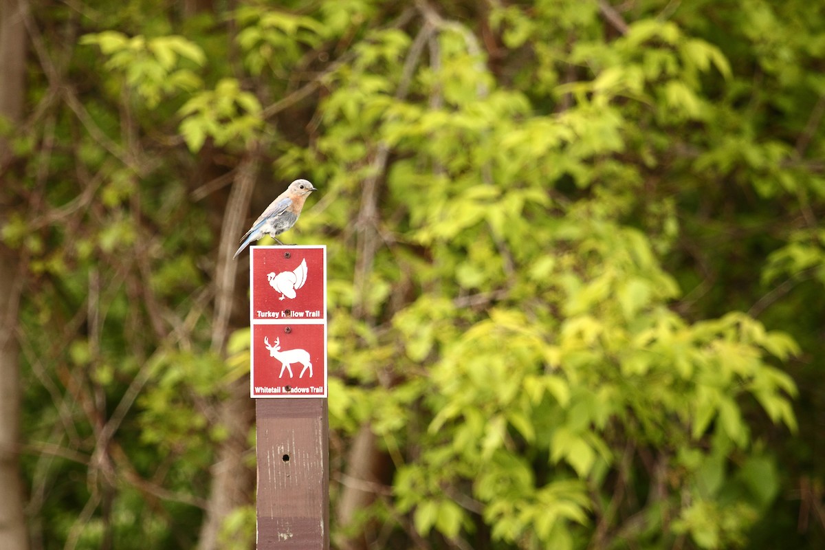 Azulejo Oriental - ML644249123