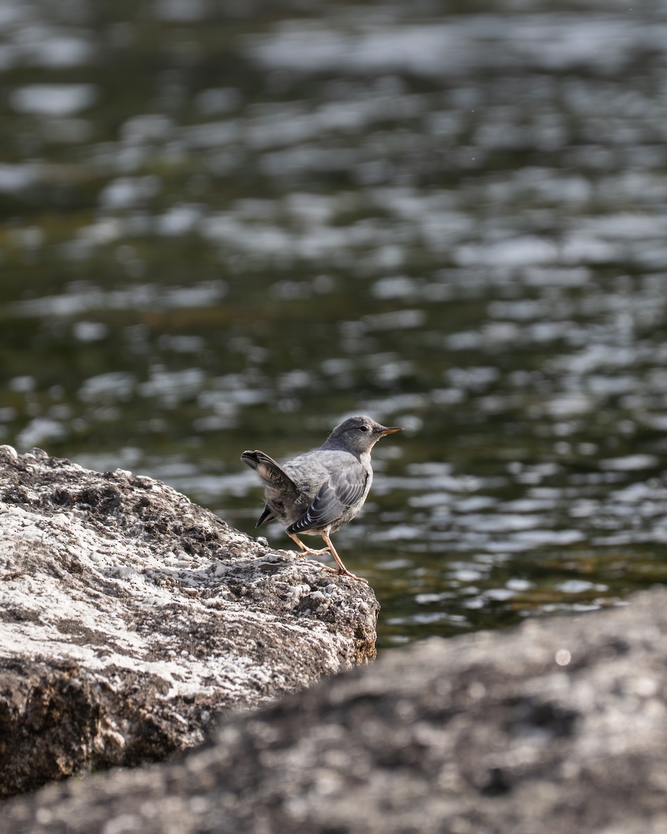 American Dipper - ML644249125