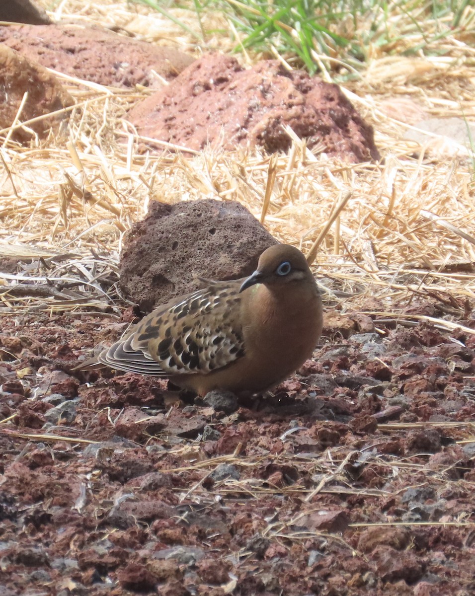 Galapagos Dove - ML644249145