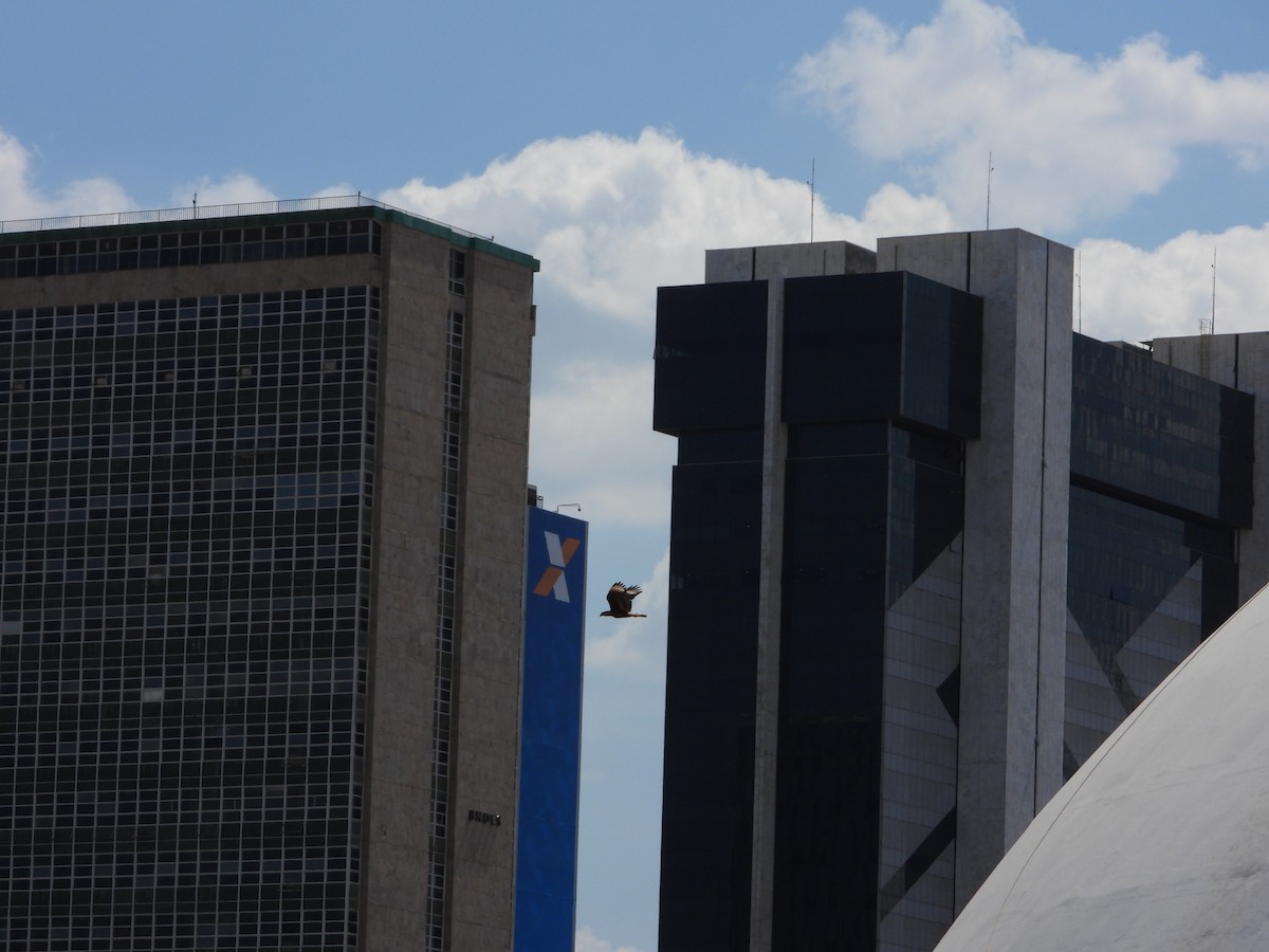 Crested Caracara - ML644249146