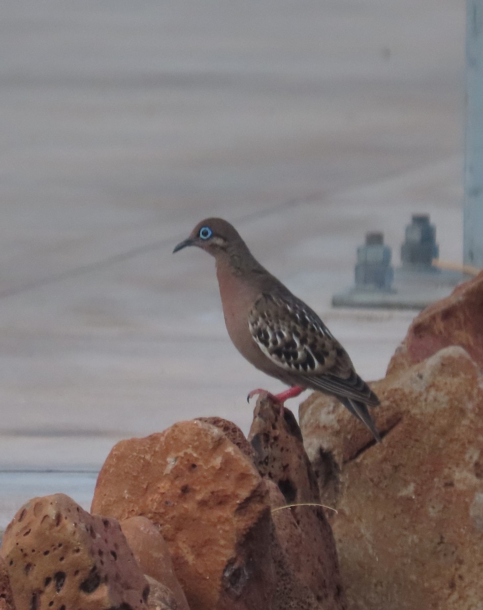 Galapagos Dove - ML644249150