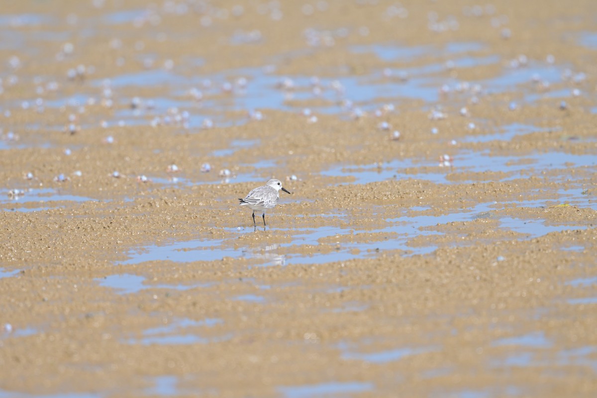 Txirri zuria - ML644249151