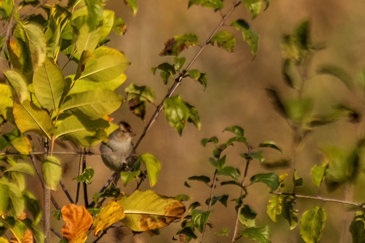 strnadec bělopásý - ML644249207