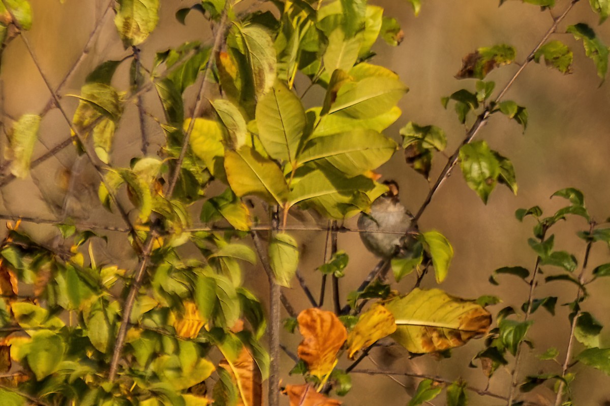 strnadec bělopásý - ML644249208