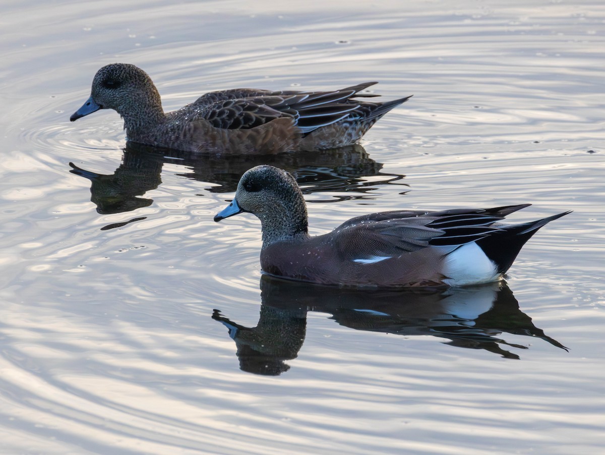 Amerika Fiyusu - ML644249209