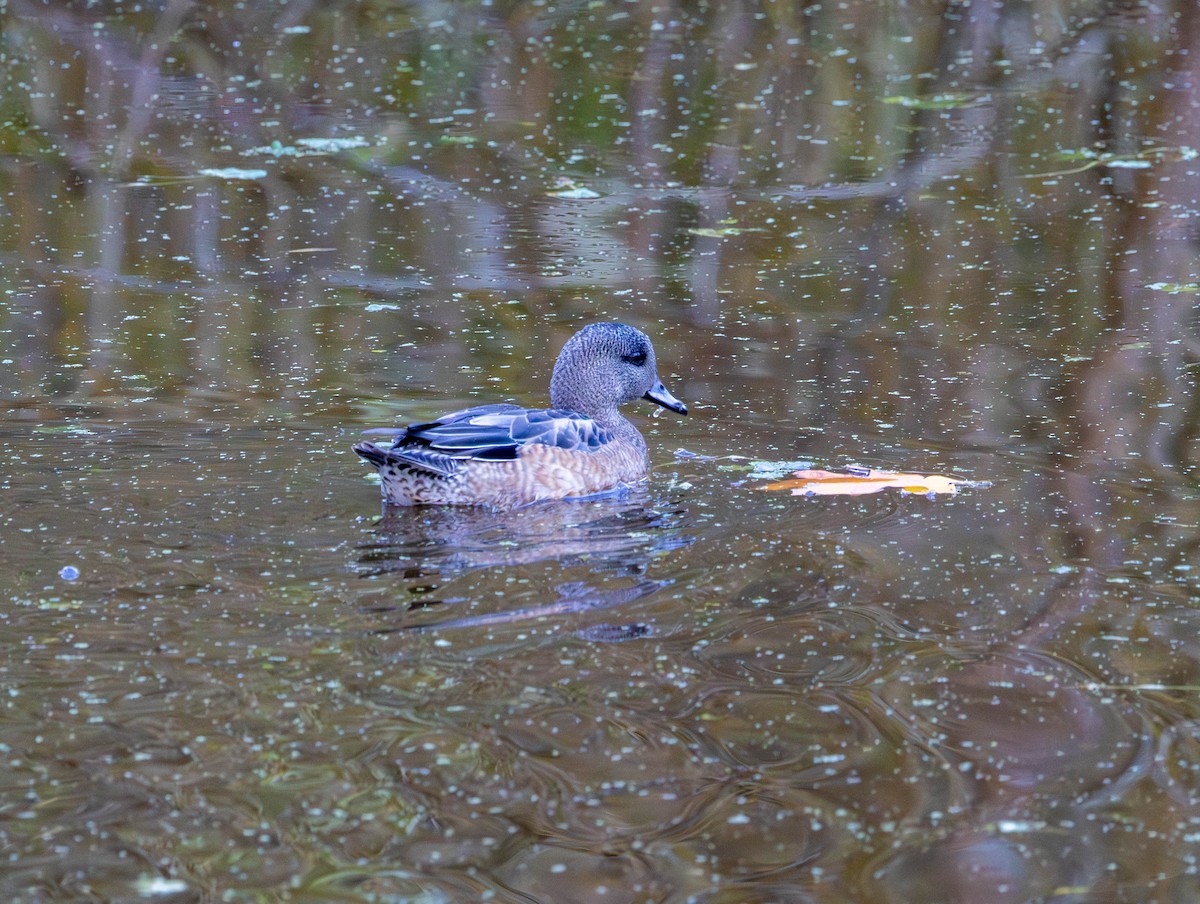 Amerika Fiyusu - ML644249210