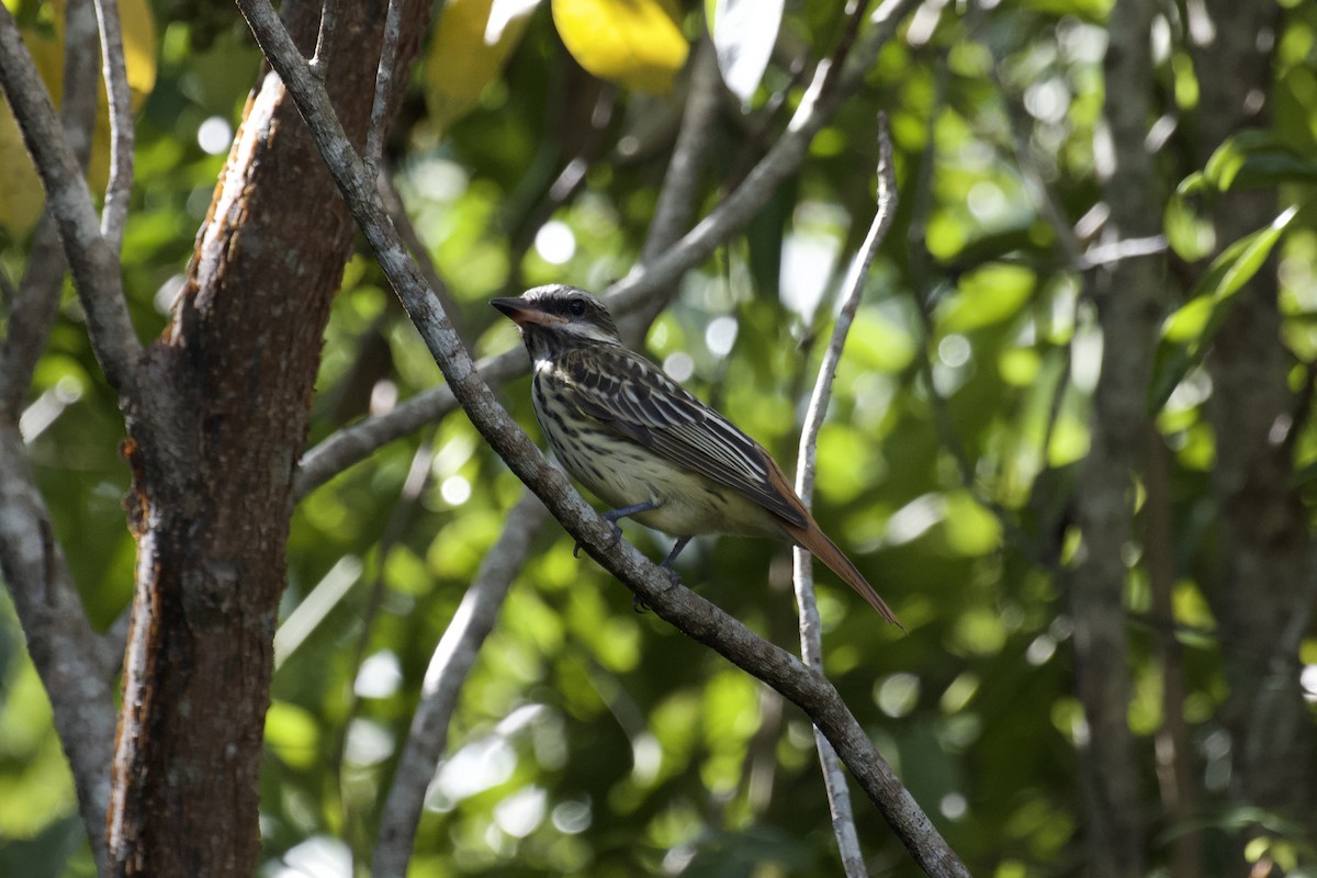 Sulphur-bellied Flycatcher - ML644249217