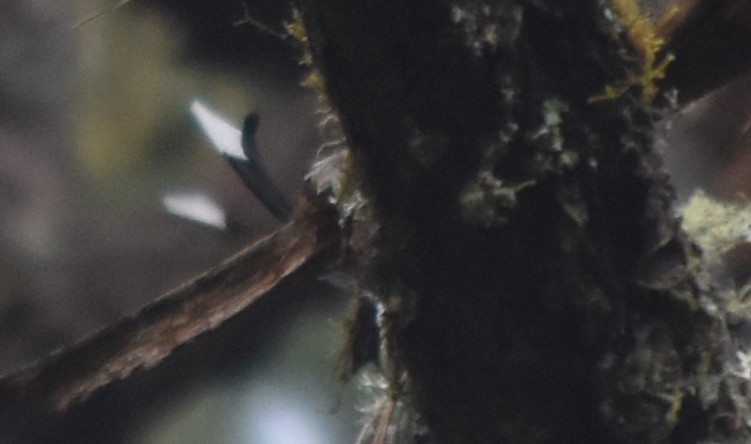 Bronzetrogon - ML644249219