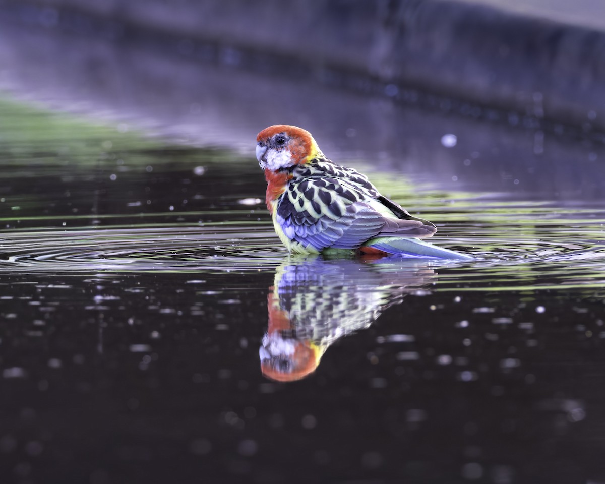 Perruche omnicolore - ML644249225