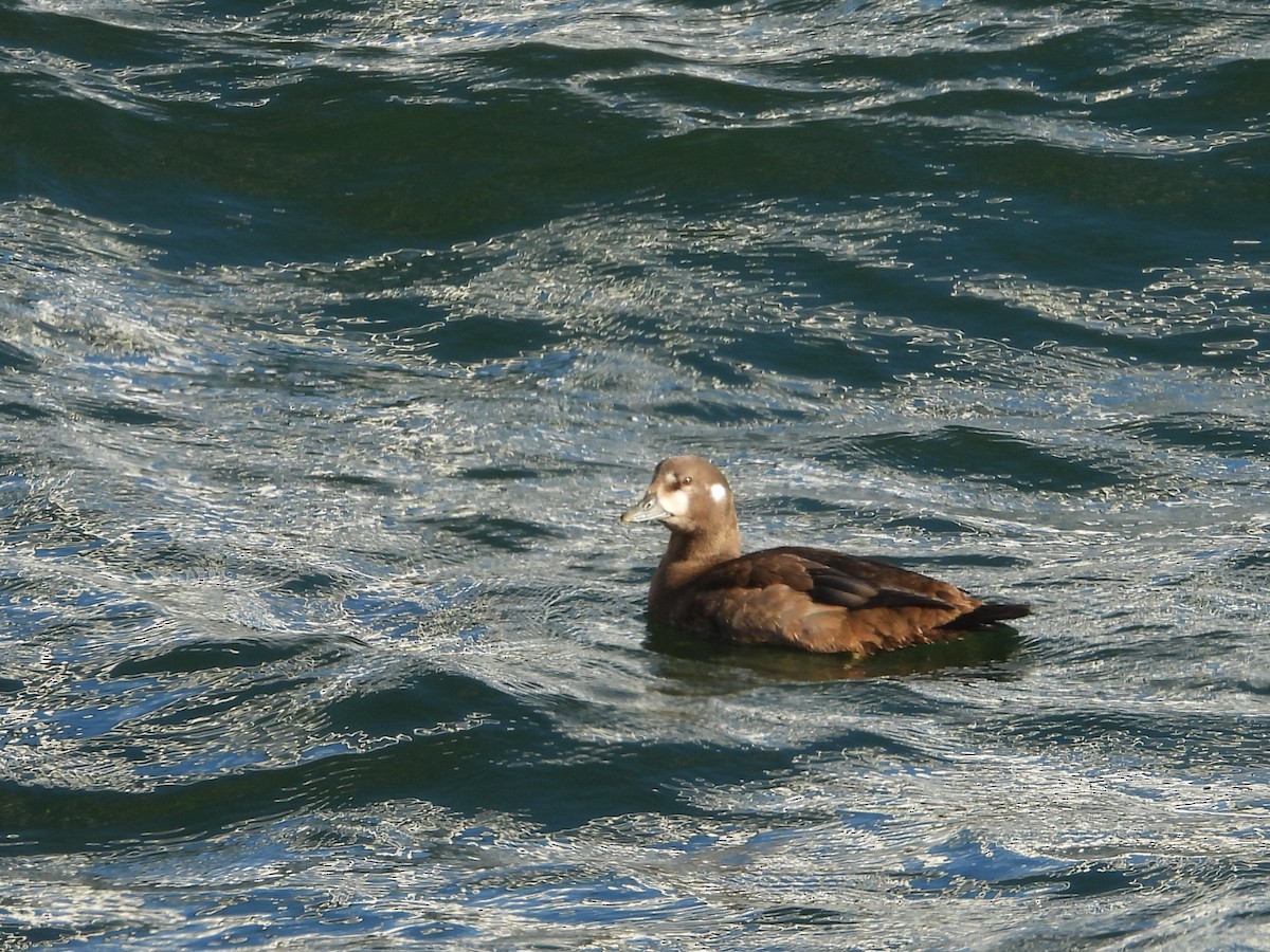 Ahate arlekina - ML644249226