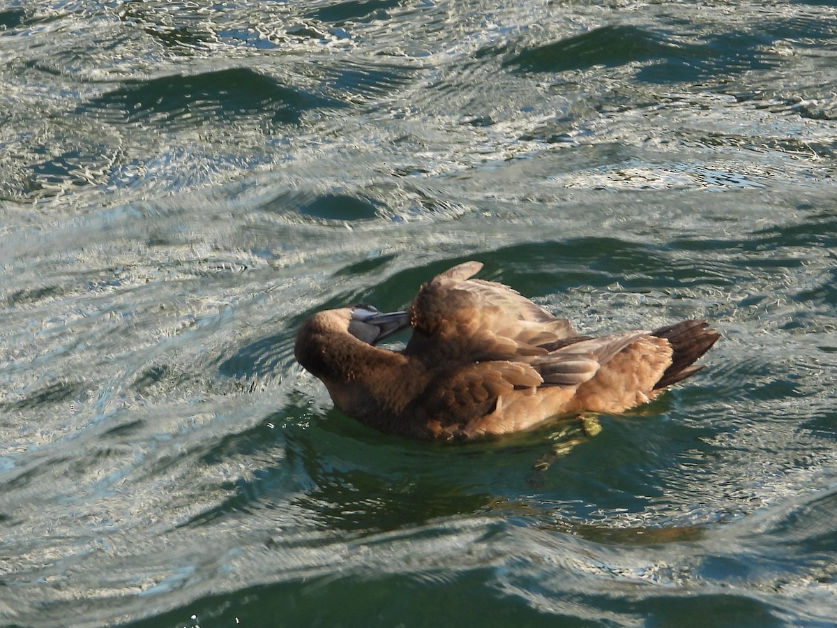 Ahate arlekina - ML644249228