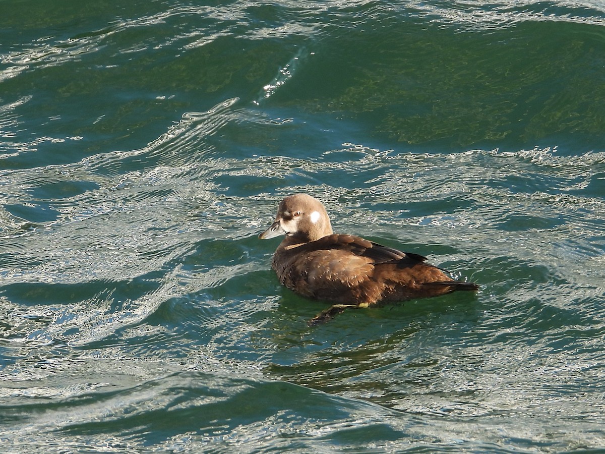 Ahate arlekina - ML644249229