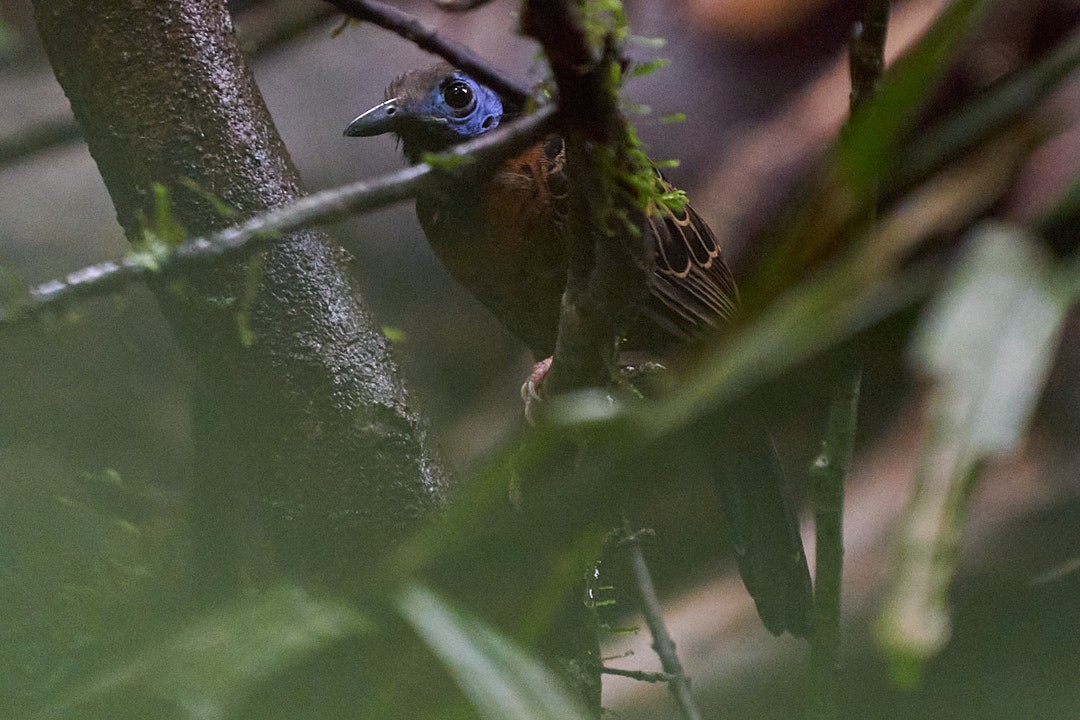 Ocellated Antbird - ML644249231