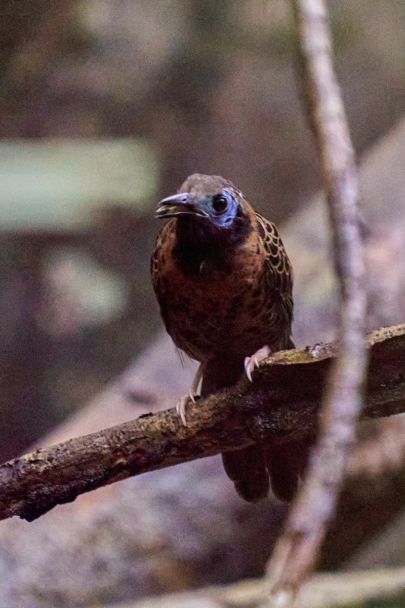 Ocellated Antbird - ML644249232