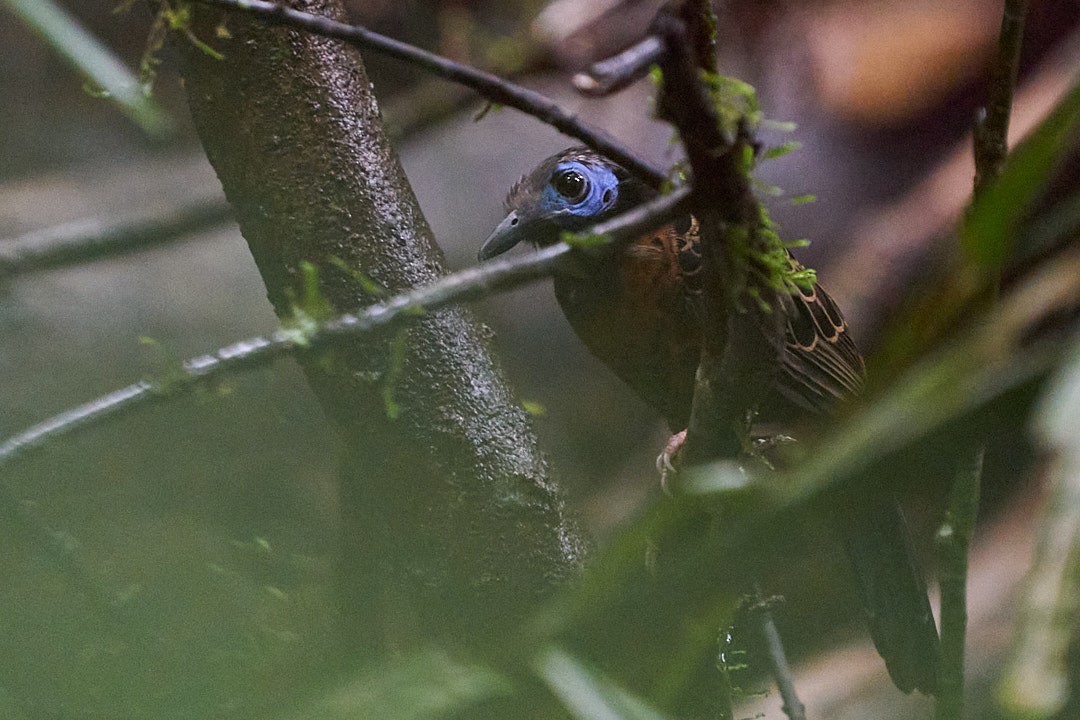 Ocellated Antbird - ML644249233
