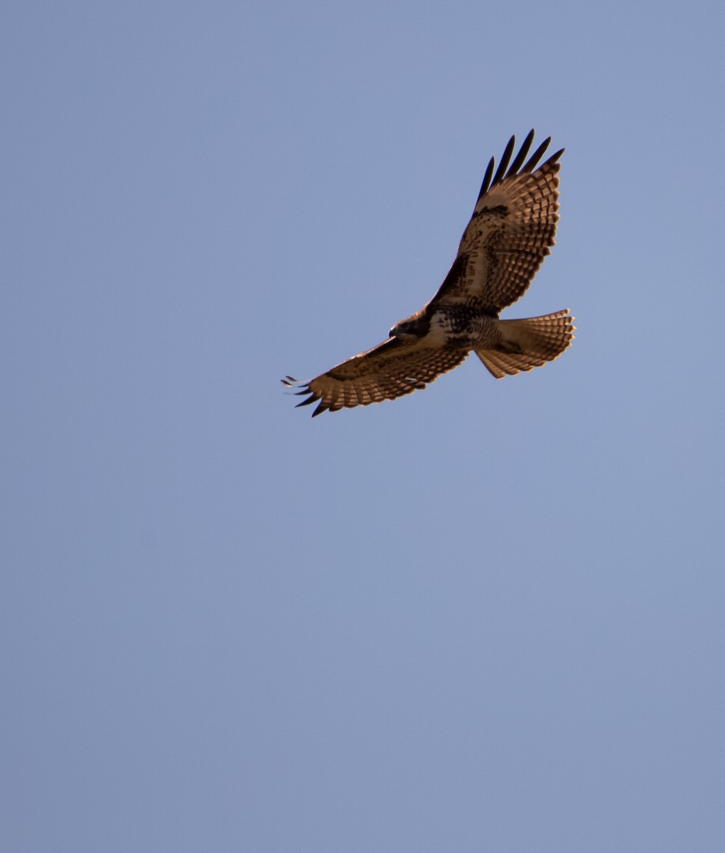 Red-tailed Hawk - ML644249240