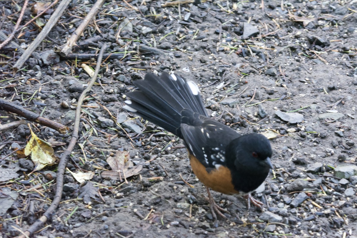 Spotted Towhee - ML644249252