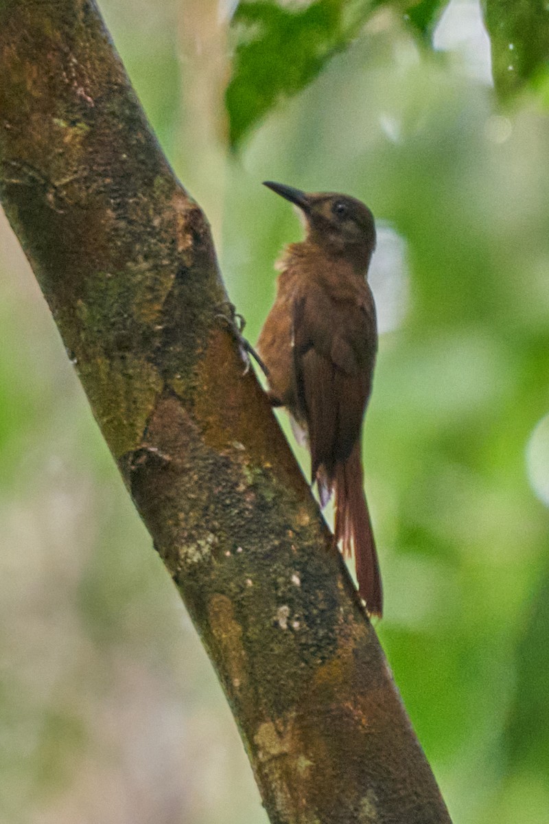 Plain-brown Woodcreeper - ML644249253