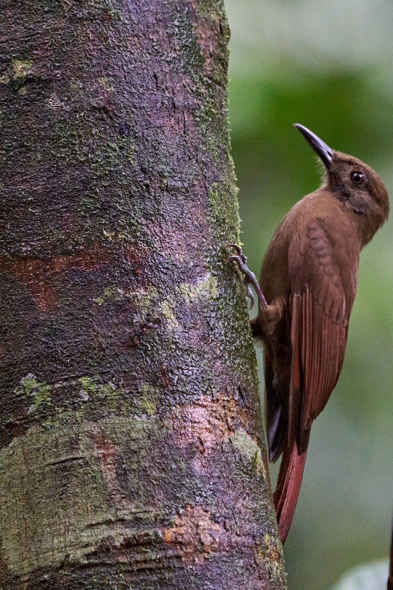 Plain-brown Woodcreeper - ML644249254