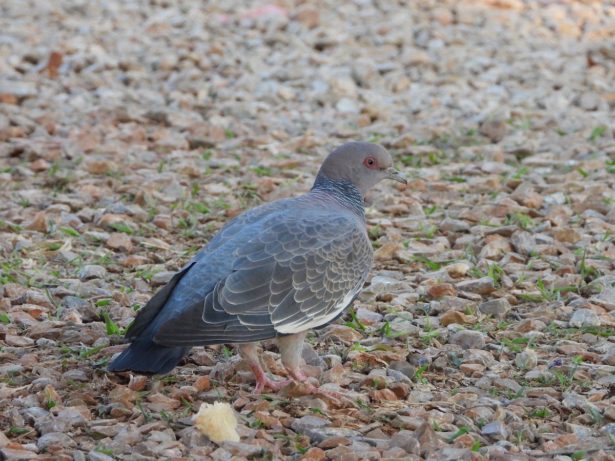 Pikazuro Güvercini - ML644249256