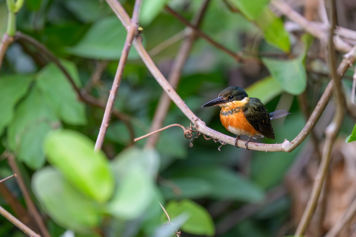 bronseisfugl - ML644249269