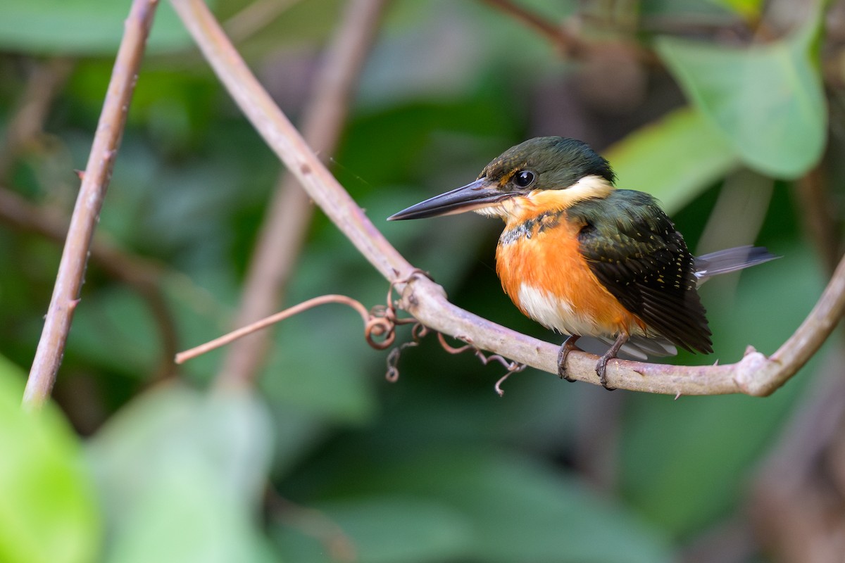 bronseisfugl - ML644249270