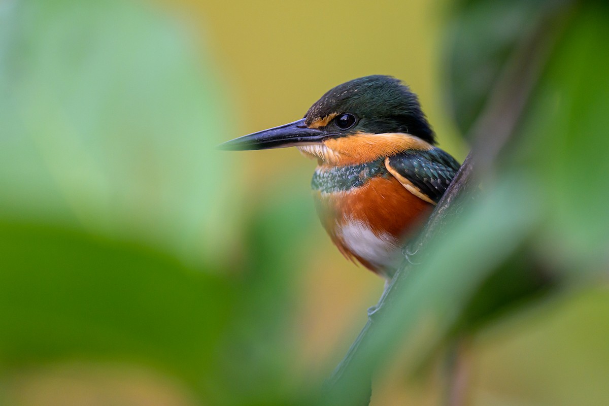 bronseisfugl - ML644249271