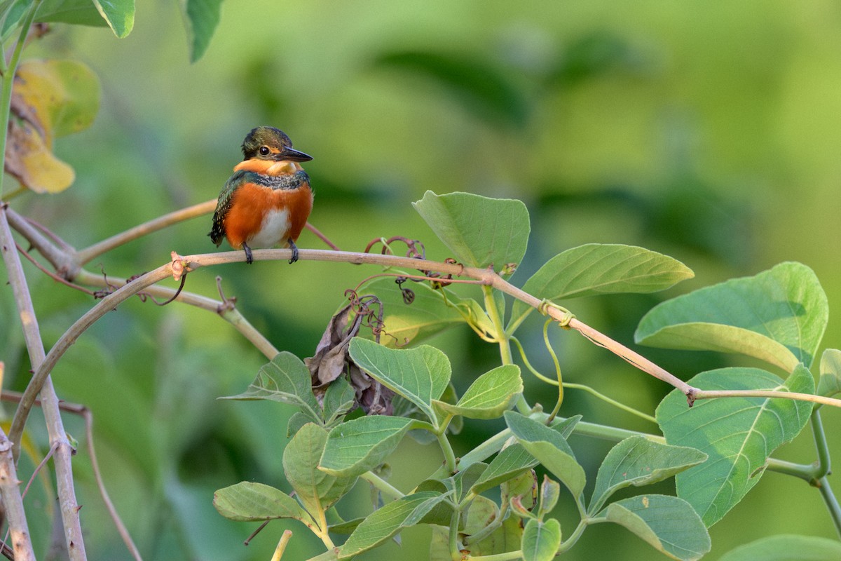 bronseisfugl - ML644249272