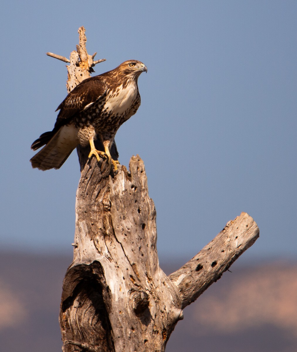 Red-tailed Hawk - ML644249273