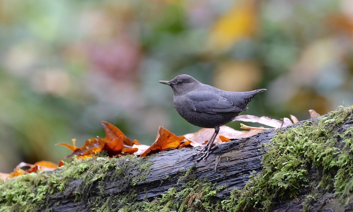 American Dipper - ML644249277
