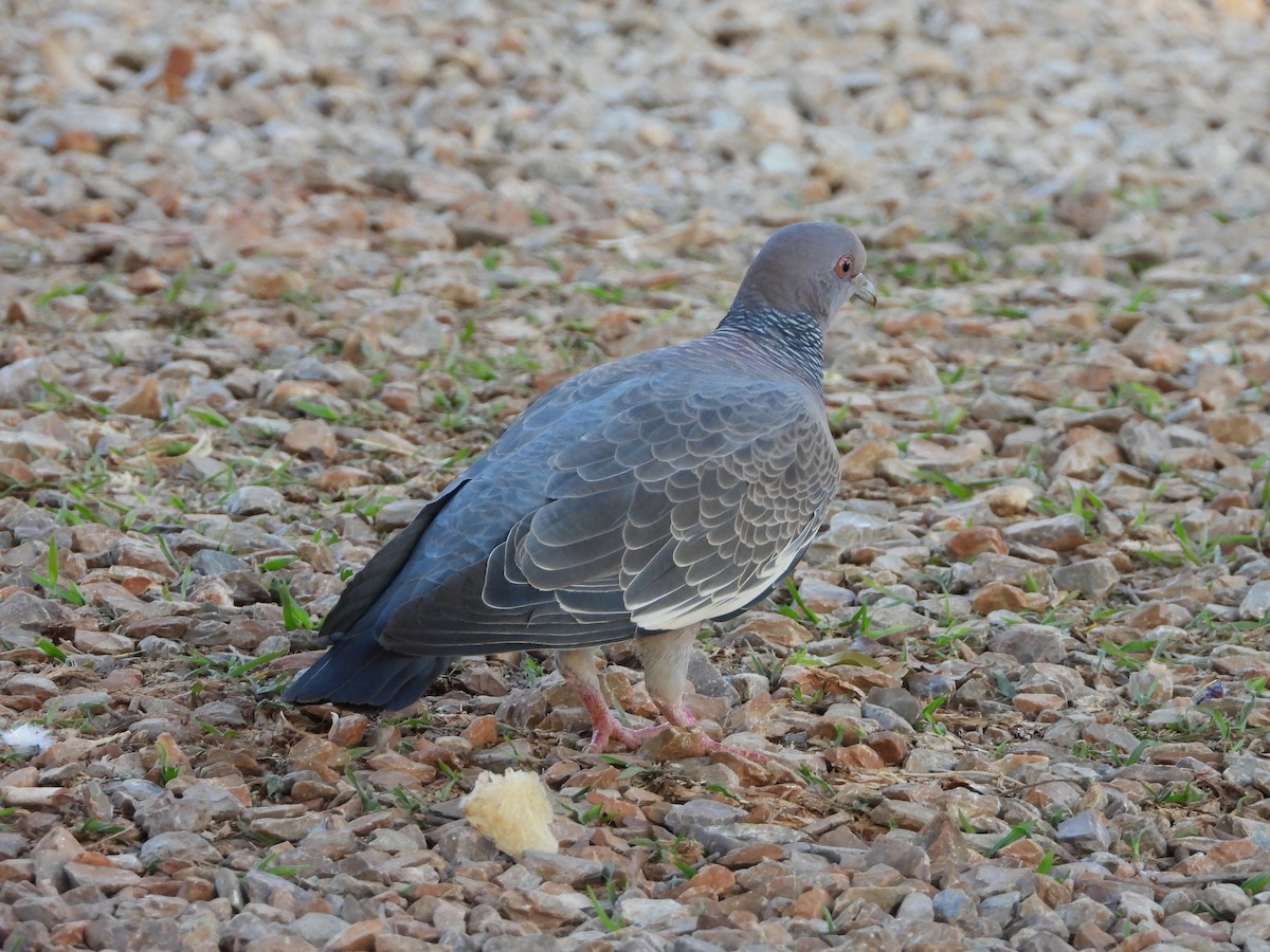 Pikazuro Güvercini - ML644249281