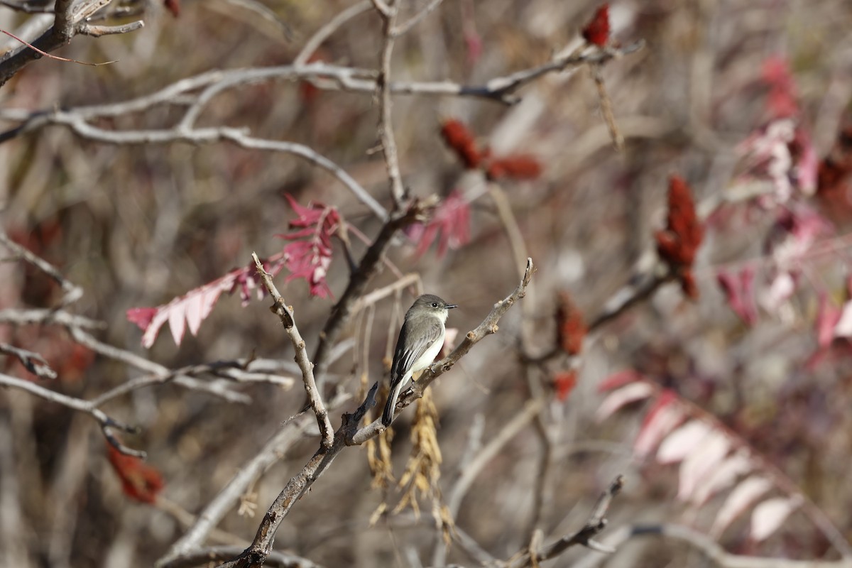Eastern Phoebe - ML644249287