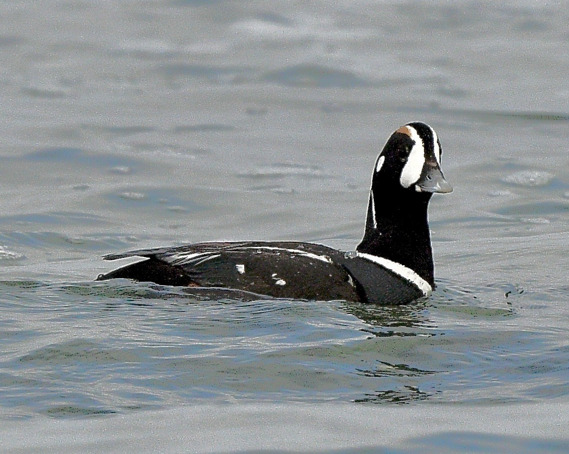 Ahate arlekina - ML644249291