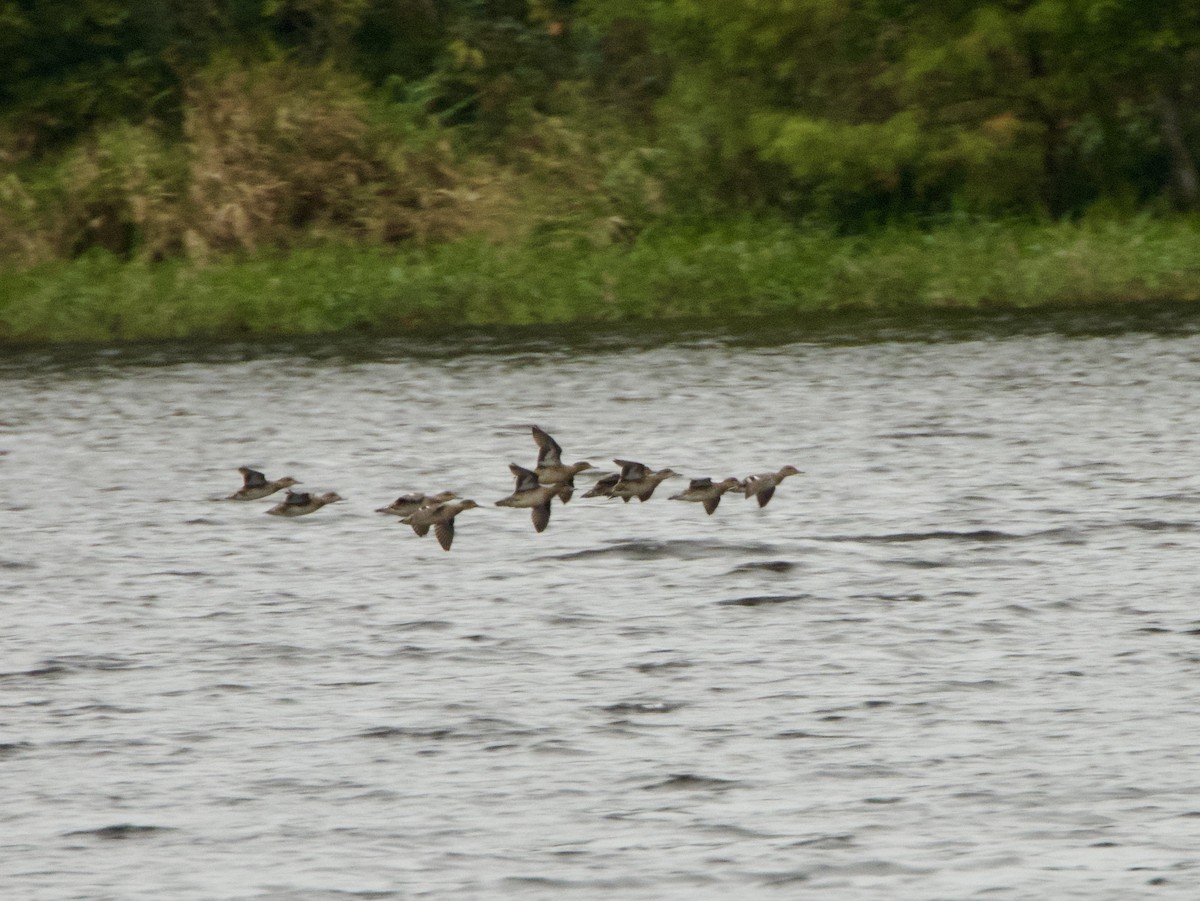 Zertzeta arrunta - ML644249295