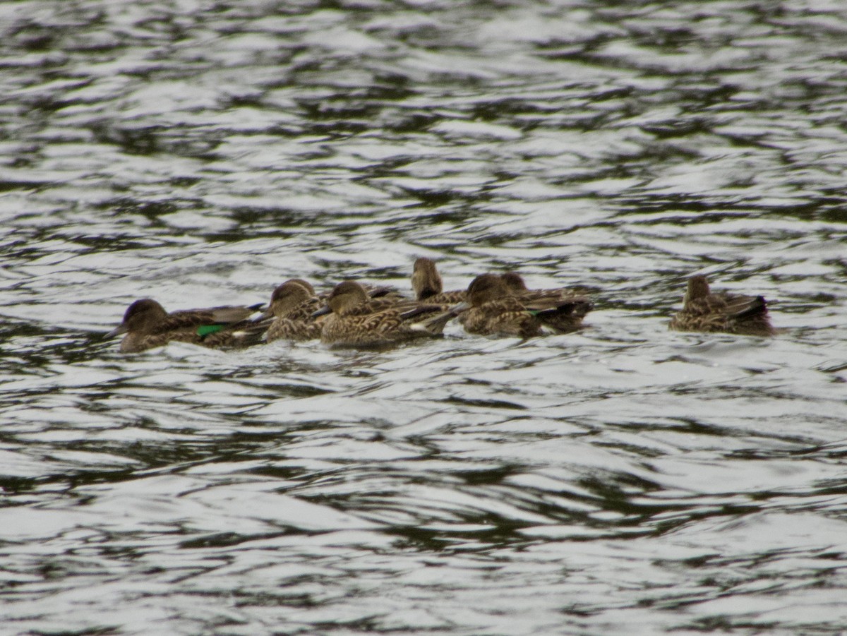 Zertzeta arrunta - ML644249296