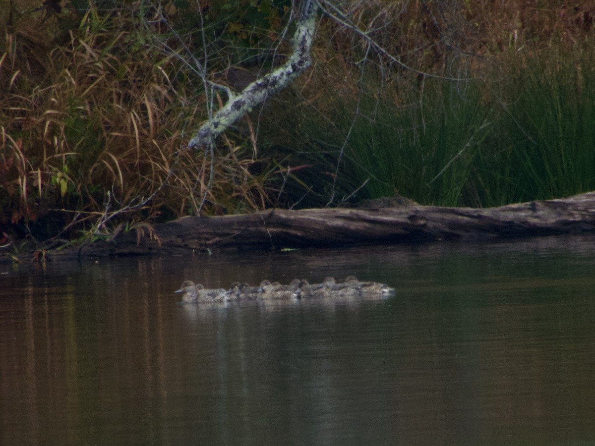 Zertzeta arrunta - ML644249297