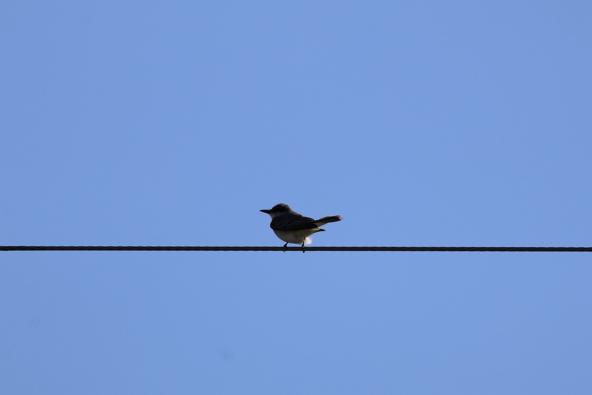 Gray Kingbird - ML644249302