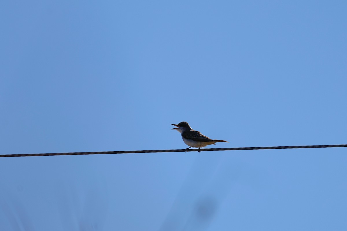 Gray Kingbird - ML644249303