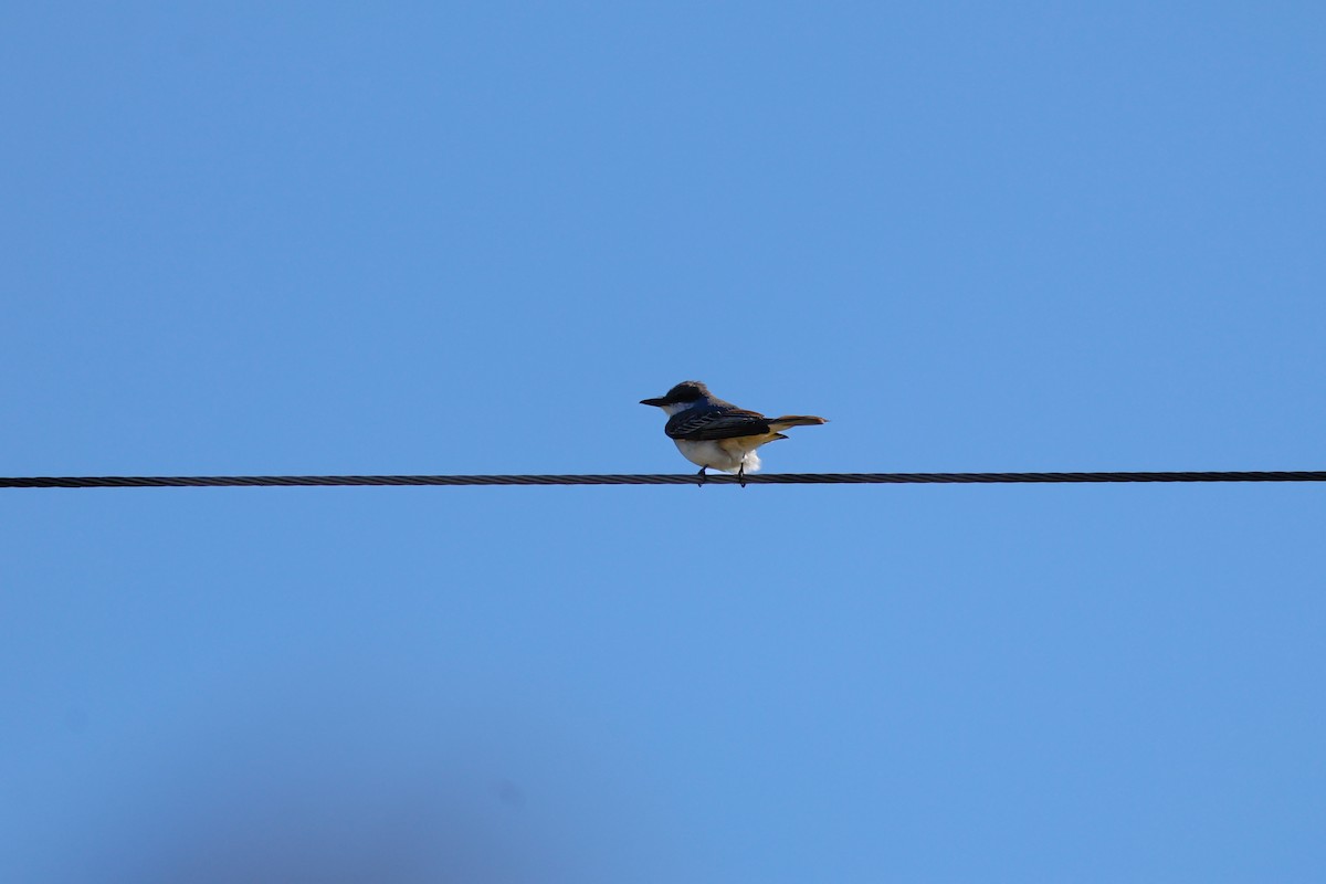 Gray Kingbird - ML644249304