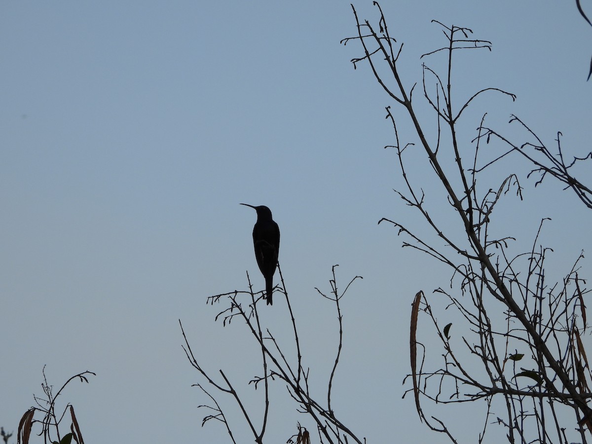 ツバメハチドリ - ML644249315