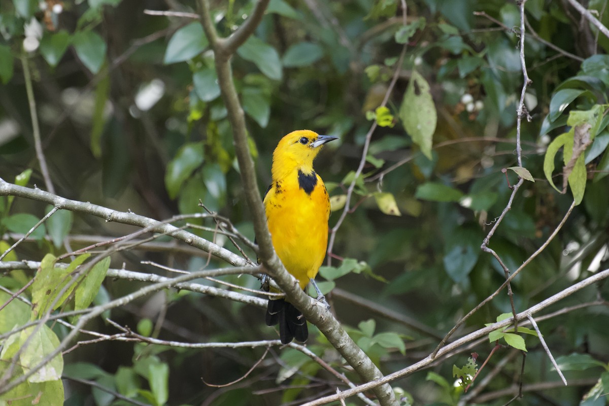 Spot-breasted Oriole - ML644249318