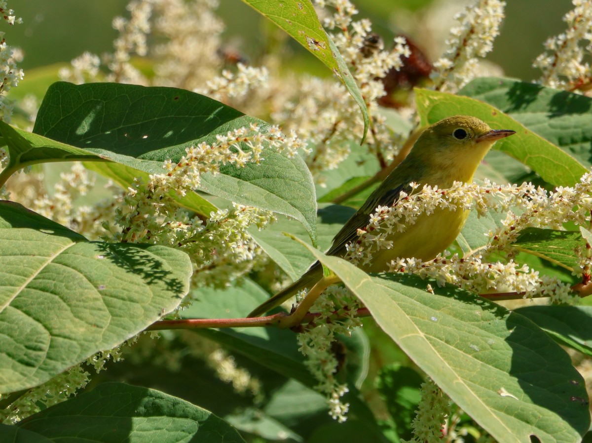 Yellow Warbler (Northern) - ML644249330