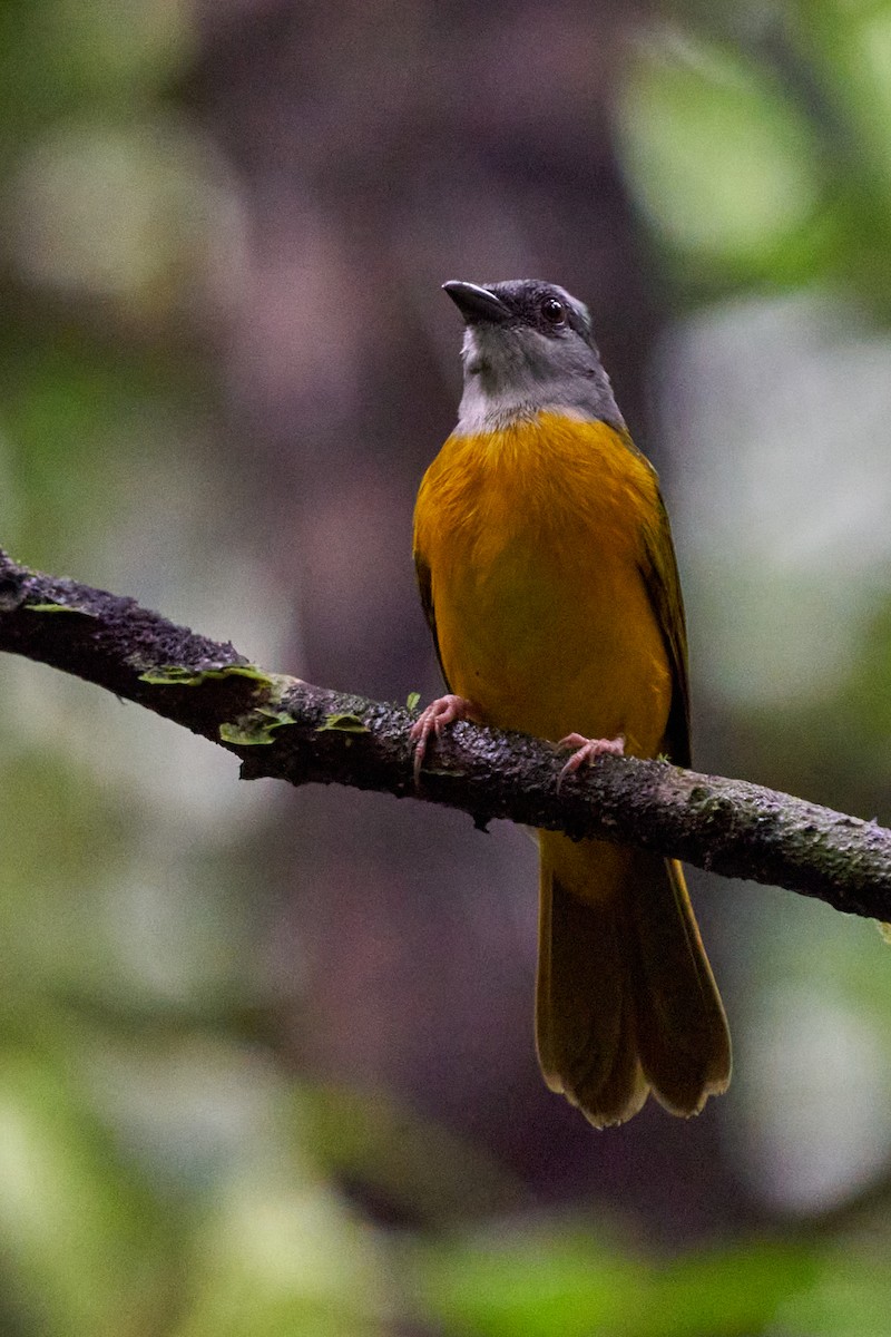 カンムリフウキンチョウ - ML644249340