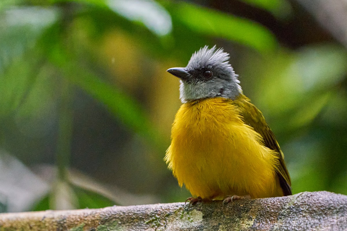 カンムリフウキンチョウ - ML644249341