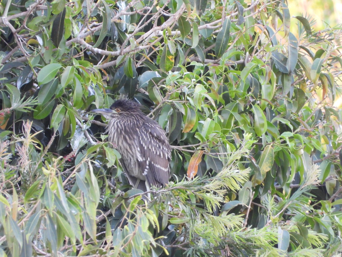 Black-crowned Night Heron - ML644249344