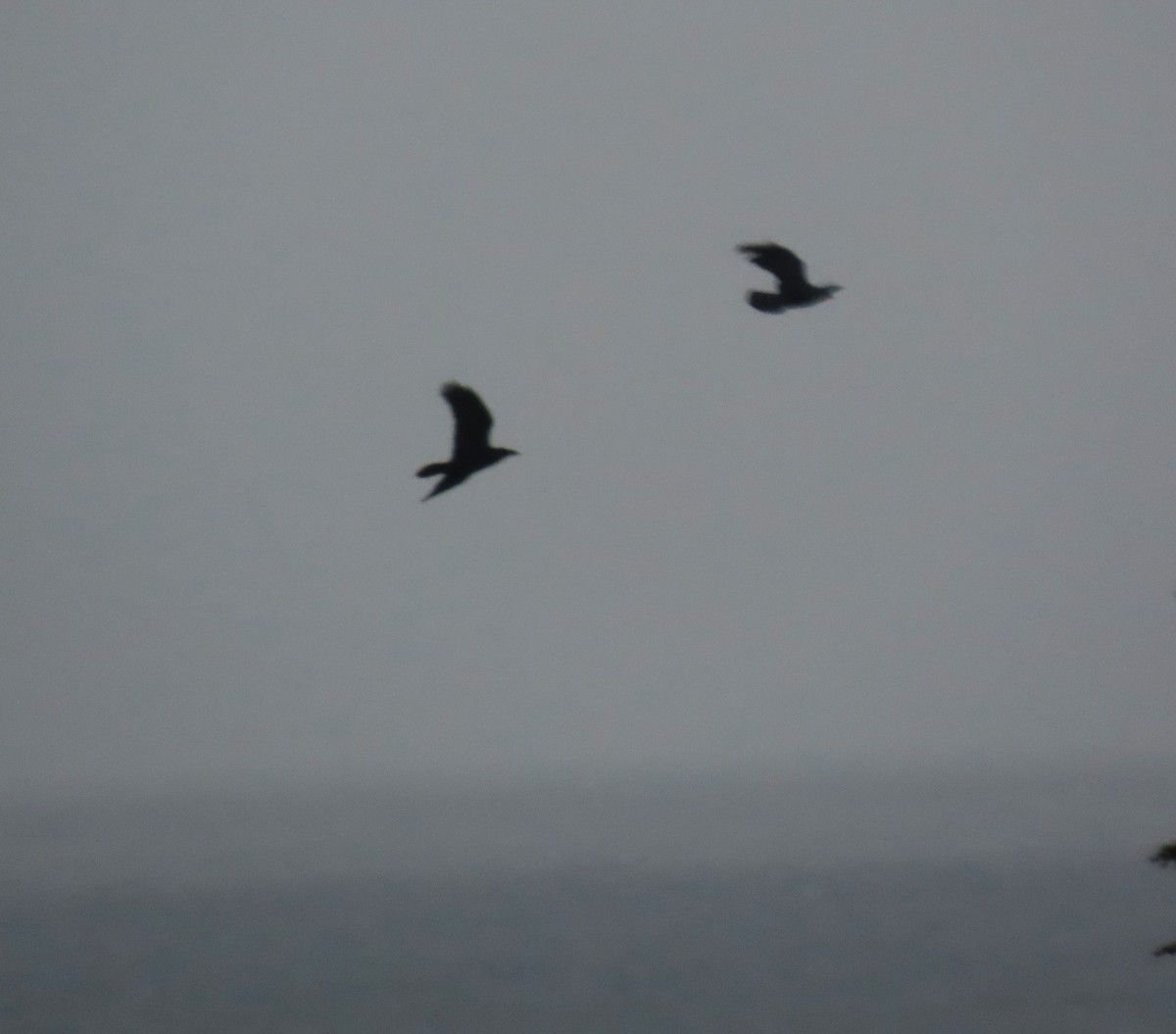 Grand Corbeau - ML644249347